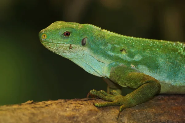 Fiji Banded Iguana Lau Banded Iguana Brachylophus Fasciatus — Stok fotoğraf