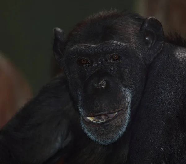 Gemeiner Schimpanse Common Chimpanzee Pan Troglodytes — Fotografia de Stock