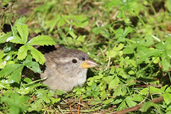 Hausspatz House Sparrow Passer Domesticus — Stockfoto