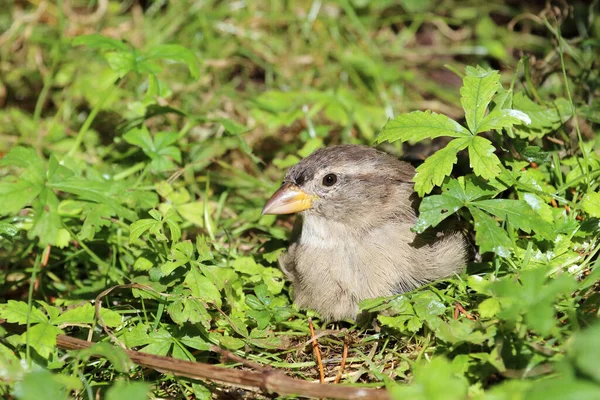 Hausspatz House Sparrow Passer Domesticus — Fotografia de Stock