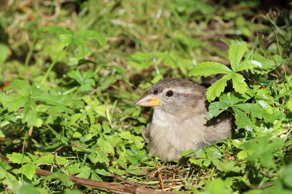 Hausspatz House Sparrow Passer Domesticus — Stockfoto