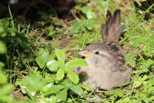 Hausspatz House Sparrow Passer Domesticus — Stock Photo, Image