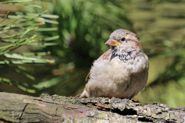Hausspatz House Sparrow Passer Domesticus — Fotografia de Stock