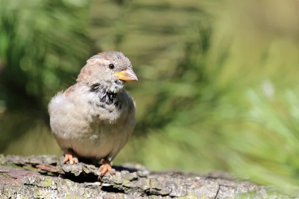 Hausspatz House Sparrow Passer Domesticus —  Fotos de Stock