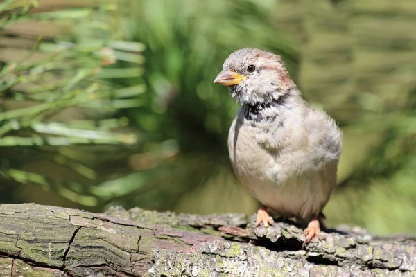 Hausspatz House Sparrow Passer Domesticus — Fotografia de Stock