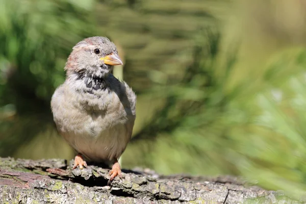 Hausspatz House Sparrow Passer Domesticus — Stock fotografie