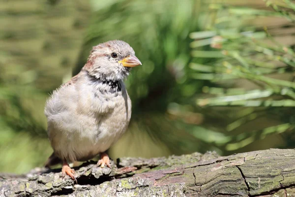 Hausspatz House Sparrow Passer Domesticus —  Fotos de Stock