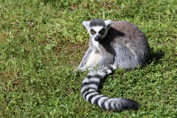 Katta Ring Tailed Lemur Lemur Catta — Stockfoto