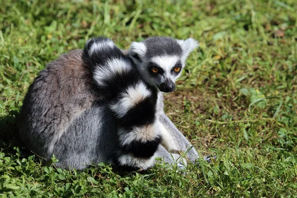 Katta Ring Tailed Lemur Lemur Catta — Zdjęcie stockowe