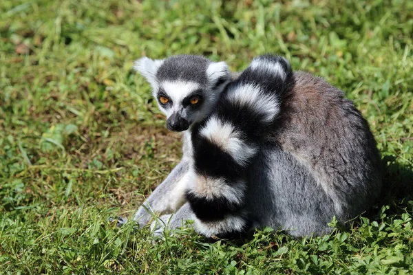 Katta Ring Tailed Lemur Lemur Catta — Photo