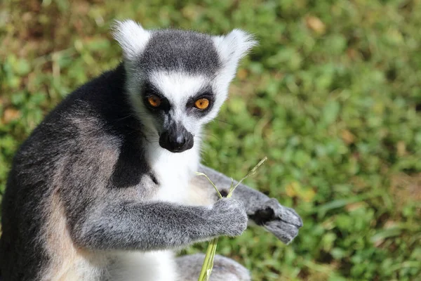 Katta วงแหวนหางเลม Lemur Catta — ภาพถ่ายสต็อก