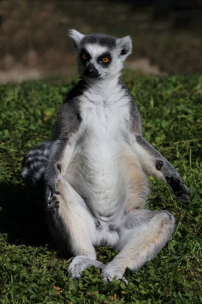 Katta Ring Tailed Lemur Lemur Catta — стоковое фото