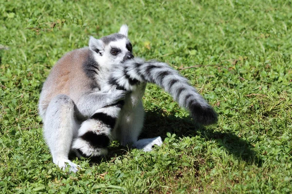 Katta Ring Tailed Lemur Lemur Catta — Stock fotografie