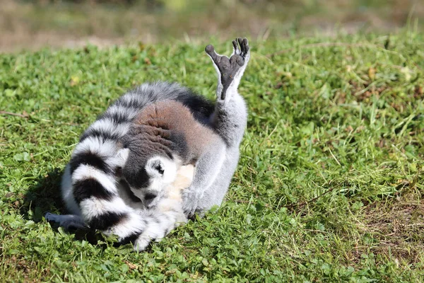 Katta Ring Tailed Lemur Lemur Catta — Stock fotografie