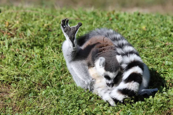 Katta Ring Tailed Lemur Lemur Catta — ストック写真