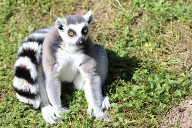 Katta / Ring-tailed lemur / Lemur catta