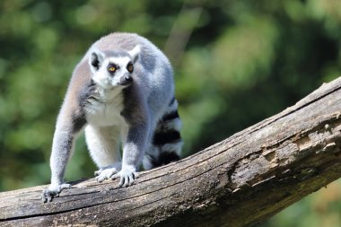 Katta / Ring-tailed Lemur / Lemur catta