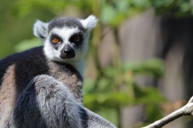 Katta / Ring-tailed Lemur / Lemur catta