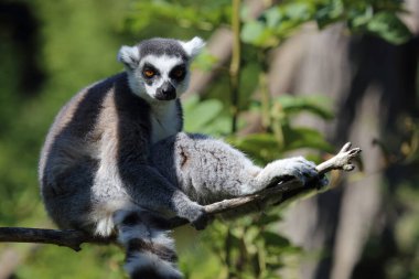 Katta / Ring-tailed Lemur / Lemur catta
