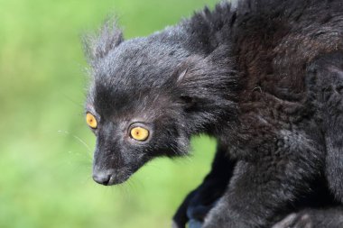 Mohrenmaki / Black lemur / Eulemur macaco