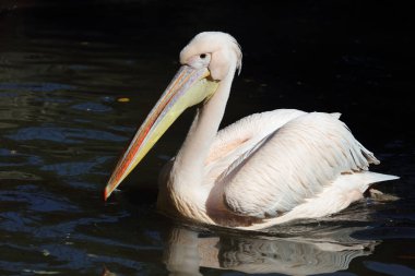 Rosapelikan / White pelican / Pelecanus onocrotalus