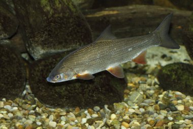 Rotfeder oder Unechtes Rotauge / Common rudd / Scardinius erythophthalmus