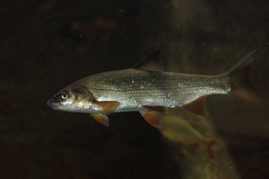 Rotfeder oder Unechtes Rotauge / Common rudd / Scardinius erythophthalmus