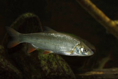 Rotfeder oder Unechtes Rotauge / Common rudd / Scardinius erythophthalmus