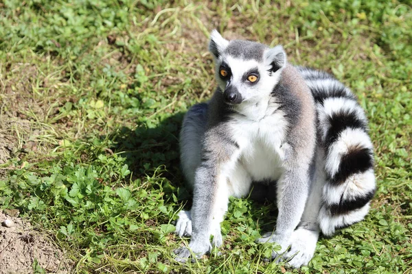 Katta Ring Tailed Lemur Lemur Catta — Stok fotoğraf