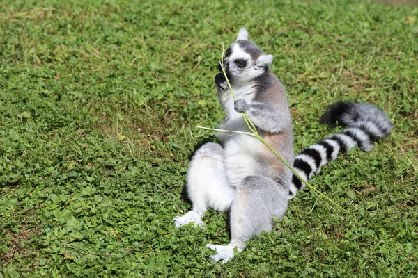 Katta Ring Tailed Lemur Lemur Catta — Φωτογραφία Αρχείου