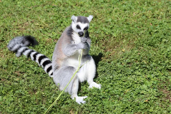 Katta Ring Tailed Lemur Lemur Catta — Foto de Stock