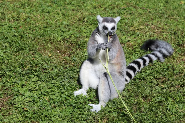 Katta Ring Tailed Lemur Lemur Catta — Φωτογραφία Αρχείου