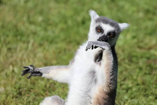 Katta Ring Tailed Lemur Lemur Catta — Zdjęcie stockowe