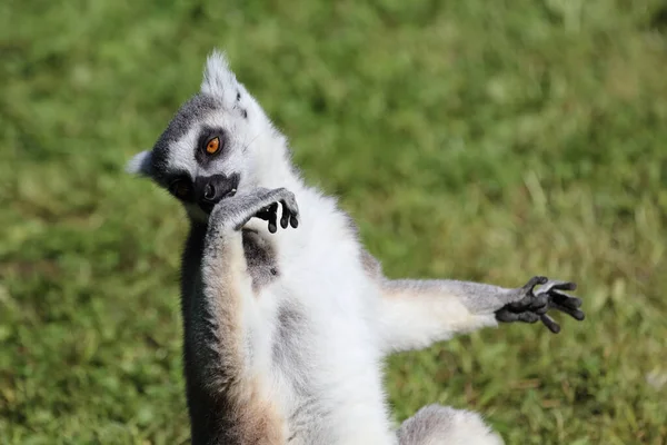 Katta Ring Tailed Lemur Lemur Catta — Stock Photo, Image
