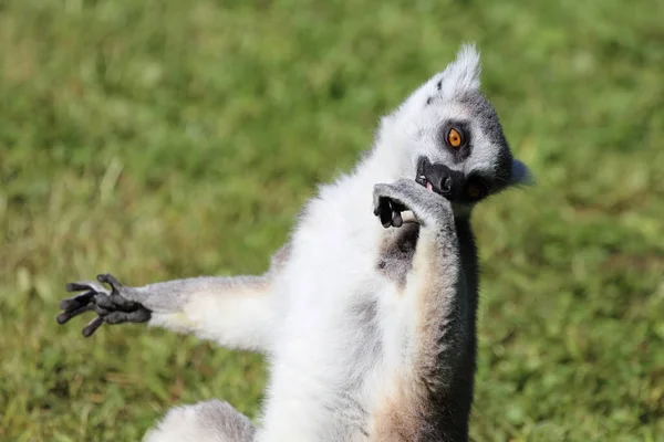 Katta วงแหวนหางเลม Lemur Catta — ภาพถ่ายสต็อก