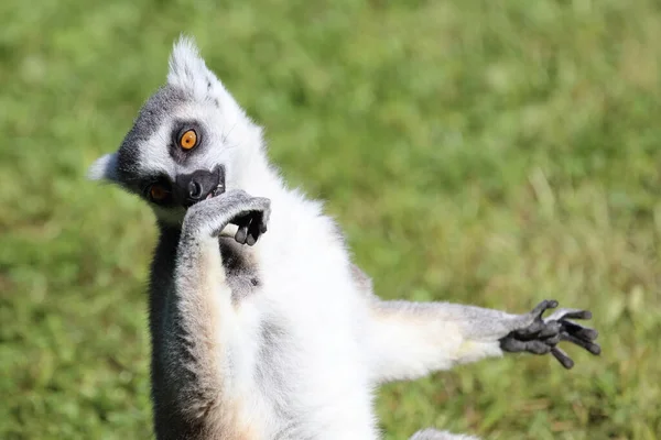 Katta Ring Tailed Lemur Lemur Catta — Zdjęcie stockowe