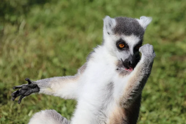 Katta Ring Tailed Lemur Lemur Catta — Zdjęcie stockowe