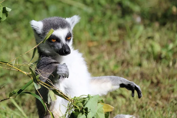 Katta วงแหวนหางเลม Lemur Catta — ภาพถ่ายสต็อก