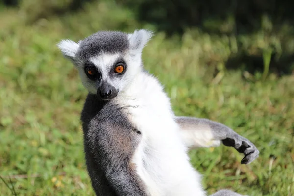 Katta Ring Tailed Lemur Lemur Catta — Stockfoto