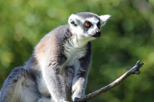 Katta Ring Tailed Lemur Lemur Catta — Stok fotoğraf