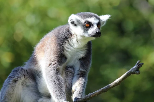 Katta / Ring-tailed Lemur / Lemur catta
