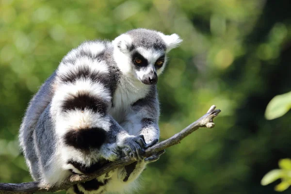 Katta Ring Tailed Lemur Lemur Catta — Stockfoto