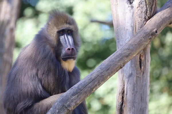 Mandrill Mandrill Mandrillus Sphinx — Fotografia de Stock