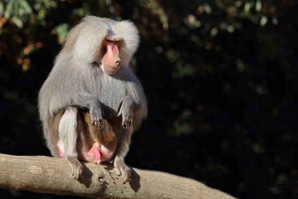 Mantelpavian Hamadryas Baboon Papio Hamadryas — Stock Fotó