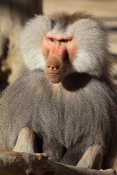 Mantelpavian Hamadryas Baboon Papio Hamadryas — 스톡 사진