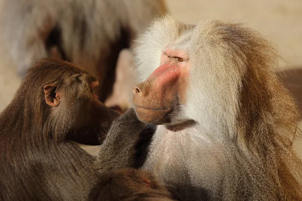 Mantelpavian Hamadryas Baboon Papio Hamadryas — Stock Fotó