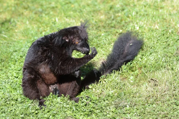 Mohrenmaki Black Lemur Eulemur Macaco — Zdjęcie stockowe