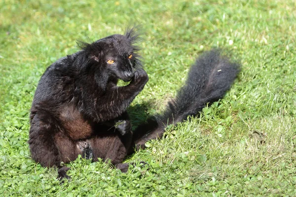 Mohrenmaki Black Lemur Eulemur Macaco —  Fotos de Stock