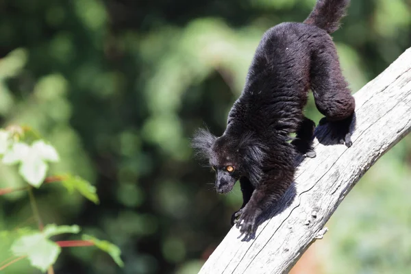 Mohrenmaki Black Lemur Eulemur Macaco — Zdjęcie stockowe