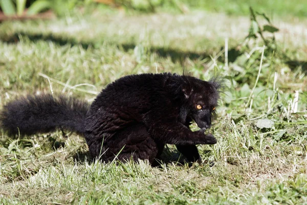 Mohrenmaki Black Lemur Eulemur Macaco — Zdjęcie stockowe